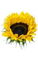 sunflower blossom on a white background
