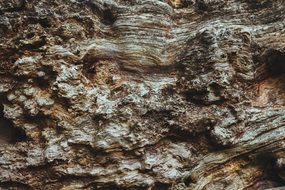 bark tree trunk texture