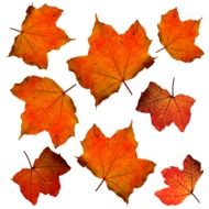 fall leaves leaf isolated orange