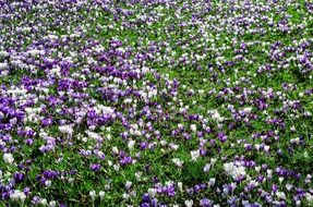 landscape of sea of beautiful spring flowers