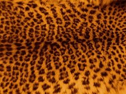 leopard skin fur pattern print