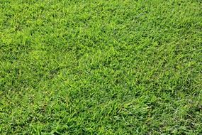 green cut grass background