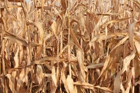 corn field background crop