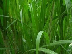 leaves plants green leaf natural