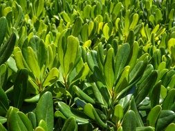 hedge green mediterranean plant