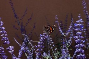 butterfly flowers spring nature