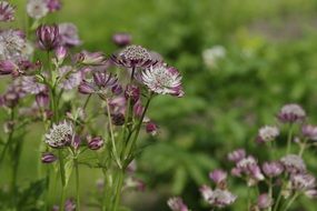 floral background flowers summer
