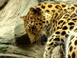 leopard wild animal male wildlife