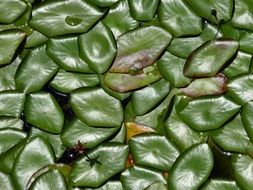 leaves pond nature water green