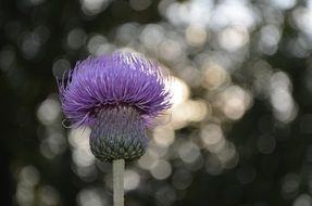 flower background bokeh flowers