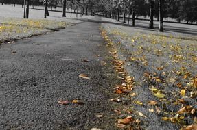autumn leaves in the empty park