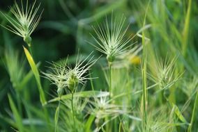 grass weeds background spring