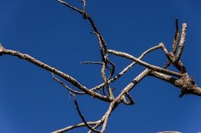 tree twigs branch dead grey