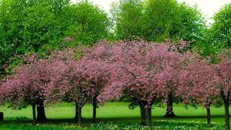 spring tree branch branches season