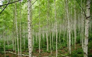 birch wood forest inje landscape