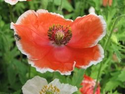 poppy flower floral nature