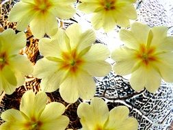 background of yellow and white summer flowers