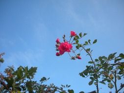 flower red rose summer blue sky