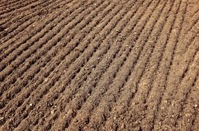 field background agriculture season