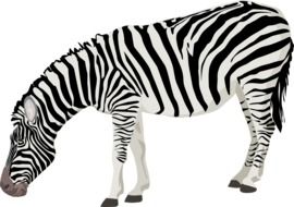 zebra animal mammal black white