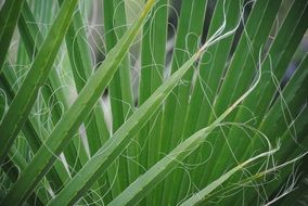 leaf green nature plant summer