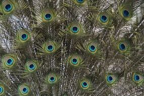 peacock feathers colorful plumage four spot pattern