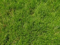 grasses greenery meadows grasslands