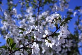 cherry white flowers blue background