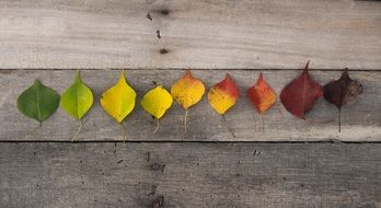 autumn fall colorful leaves nature