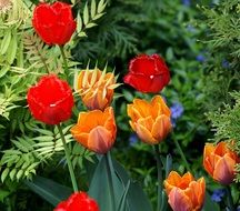 tulips on a background of green leaves