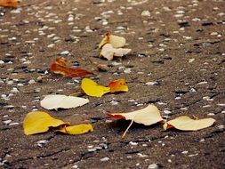 autumn leaves on dry pavement