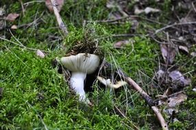 white mushrooms wild forests