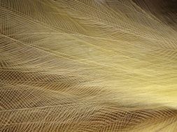 bird of paradise feathers macro