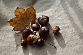 autumn season chestnut chestnuts