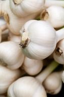 aromatic background bulb condiment