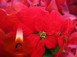 poinsettia christmas candle
