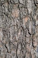 bark tree texture textured trunk