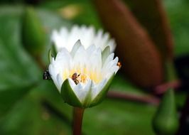 water lily lilies white petal