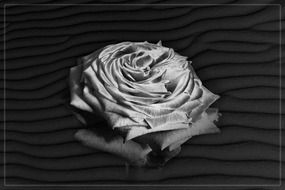 rosen portrait rose texture sand