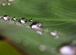 drops of dew on tropical green leaf