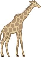 giraffe standing animal wildlife