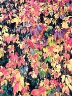autumn leaves colorful color