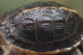 tortoise shell closeup