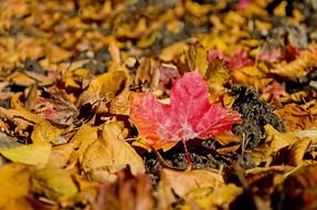 dry autumn leaves on ground