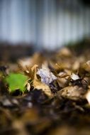 autumn leaves on the ground