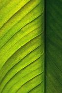 green leaf with veins