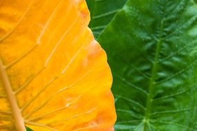 yellow and green wet leaves