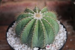 cactus cacti thorn plant desert