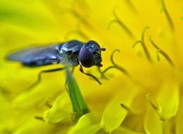 fly macro insect animal yellow