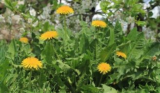 flower dandelion yellow spring